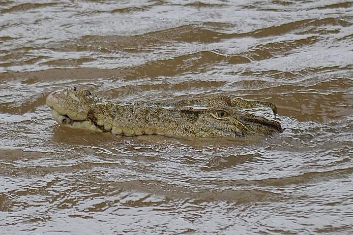Een krokodil in overstromingswater in het dorp Ingham.