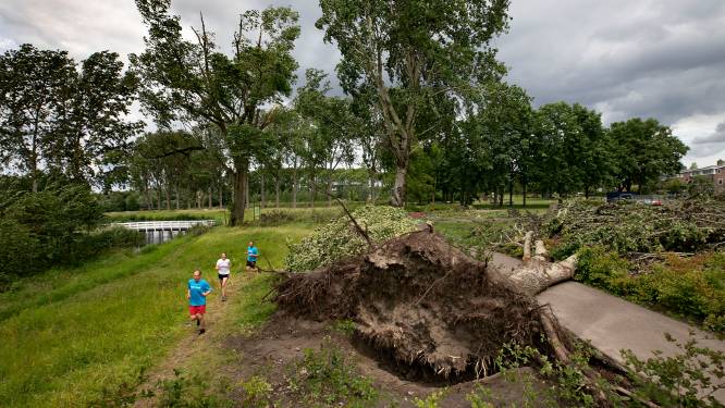Lessen trekken uit de storm: 'Zwarte maar intrigerende dag voor het groen in Eindhoven’