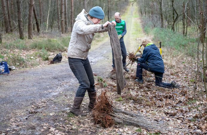 Vrijwilligers verwijderen zaailingen van jonge boompjes op landgoed Johanna Hoeve om deze vervolgens ergens anders te herplanten.