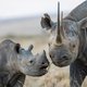 Het gaat beter met de zwarte neushoorn: in zeventien gebieden in Zuid-Afrika is hij weer terug