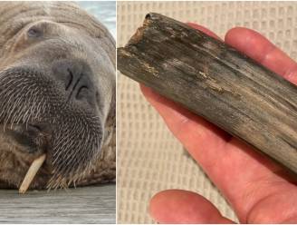 Zeldzame fossiele walrustand ontdekt op strand van Knokke-Heist en dat is écht uitzonderlijk: “Mogelijk link met nabijgelegen walrussenkerkhof”