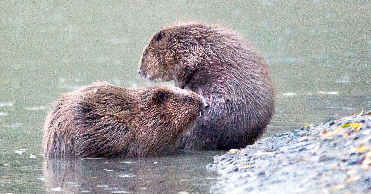 Bever in de dijk? Alarm bij waterschap | West Maas en Waal | gelderlander.nl - De Gelderlander