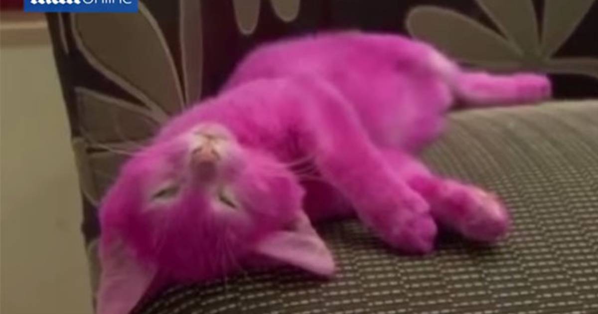 Une Star Teint Son Chaton En Rose Pour Une Fete Il Meurt Ecologie 7sur7 Be