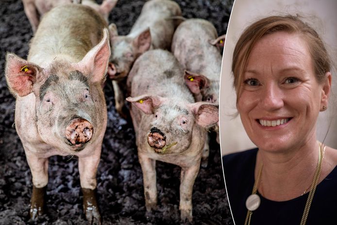In bijna 1 op 3 Vlaamse gemeenten zijn meer varkens dan inwoners / Professor landbouw- en milieu-economie Liesbet Vranken (KU Leuven)