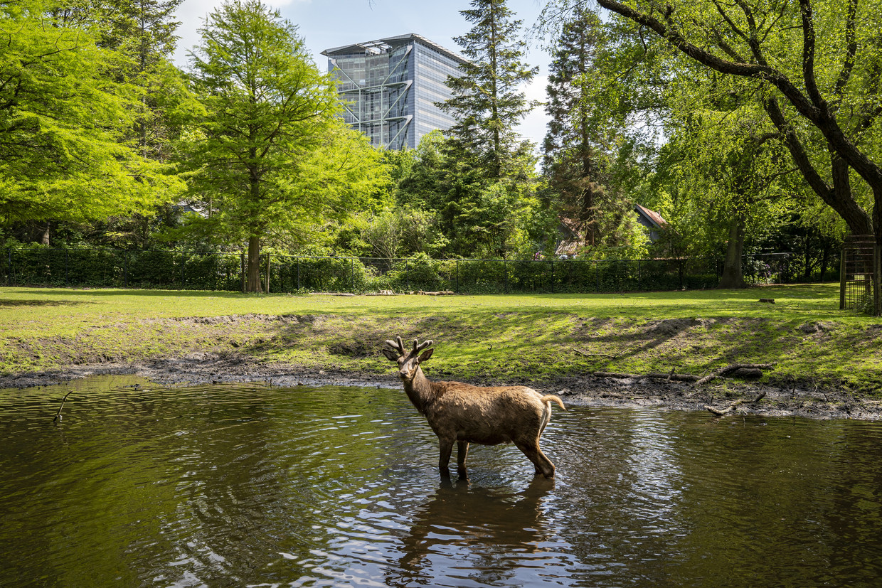 Een edelhert op de Koekamp in Den Haag, het oudste hertenkamp van Nederland.  Beeld ANP / Tobias Kleuver