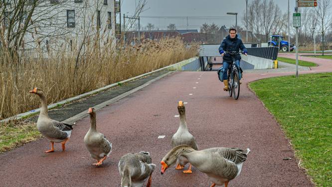 Bouwen, ganzenoverlast en werk aan de weg: op deze zaken kunnen stemmers in Delft invloed uitoefenen