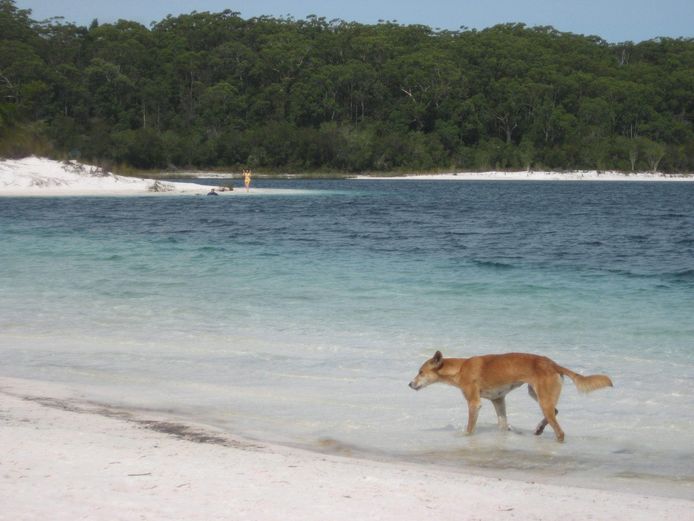 Fraser Island gaat nu verder onder de oorspronkelijke naam: K'gari.