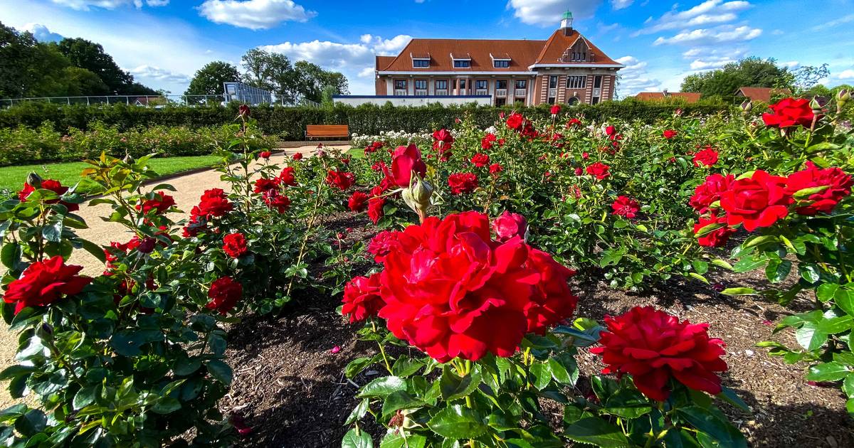 Rivierenhof houdt alternatief Rozenfeest met vertellingen, wandelingen