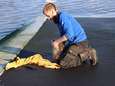 Zeehond sterft door vishaken in maag, derde geval in korte tijd: "Vissers, gooi haken niet zomaar weg"