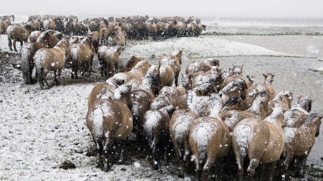 Discussie over wilde dieren in de vrieskou laait weer op