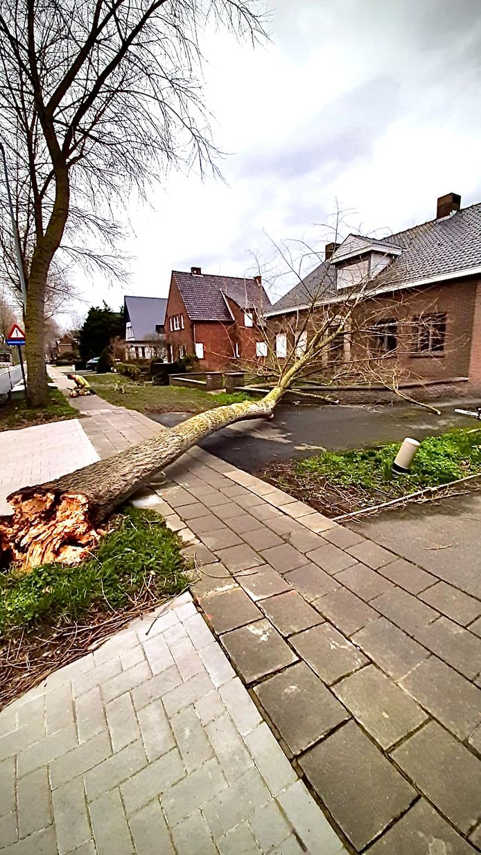 De boom vernielde gelukkig niet de woning.