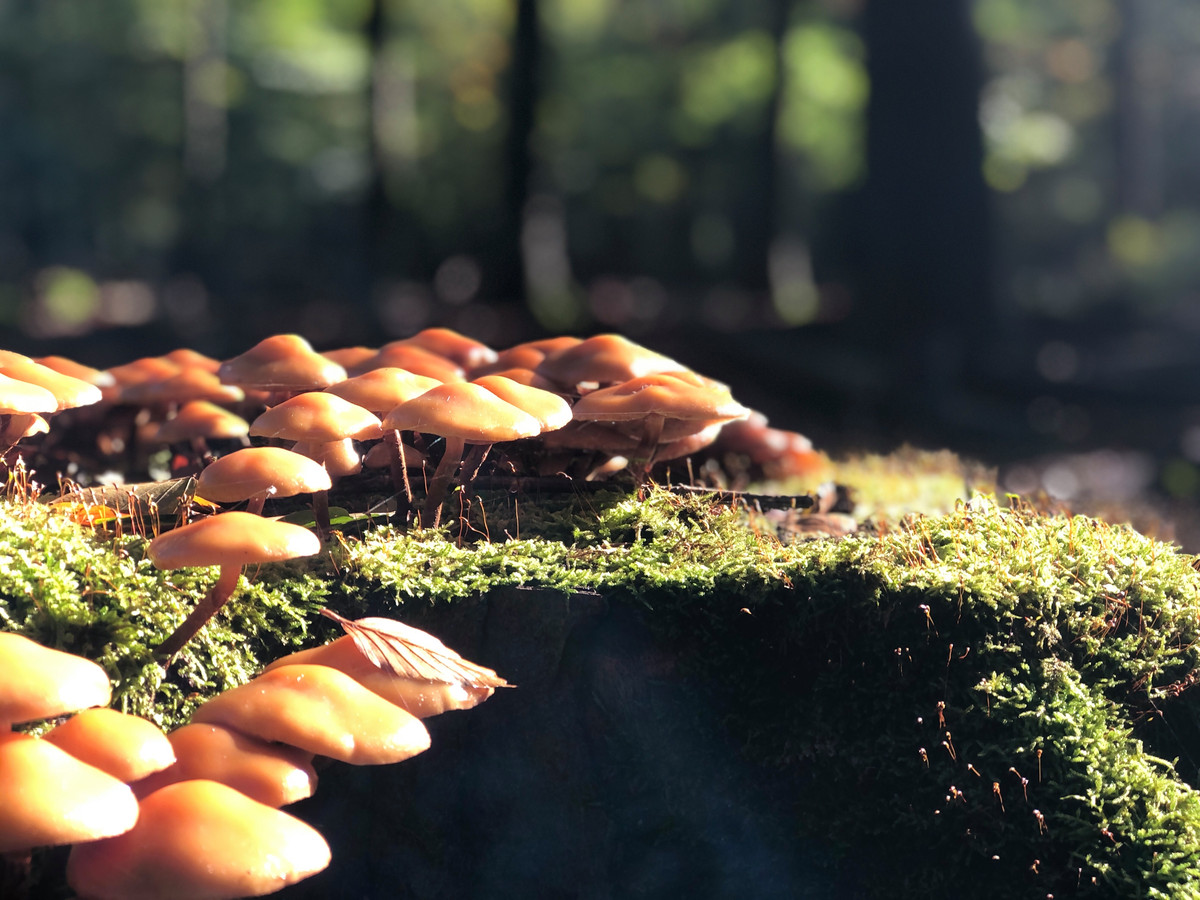 Herfstfoto van Vincent Loffeld uit Nijkerk, gemaakt in het bos bij Garderen.