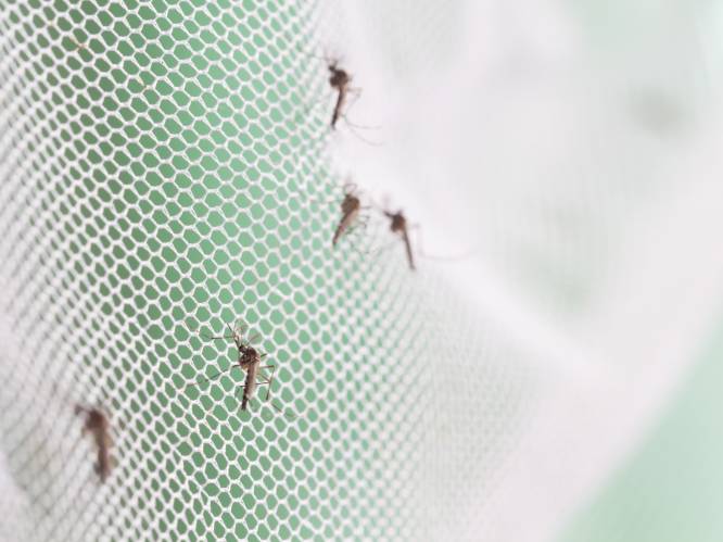 Stormloop op horren omdat we bang zijn voor een nieuwe muggeninvasie