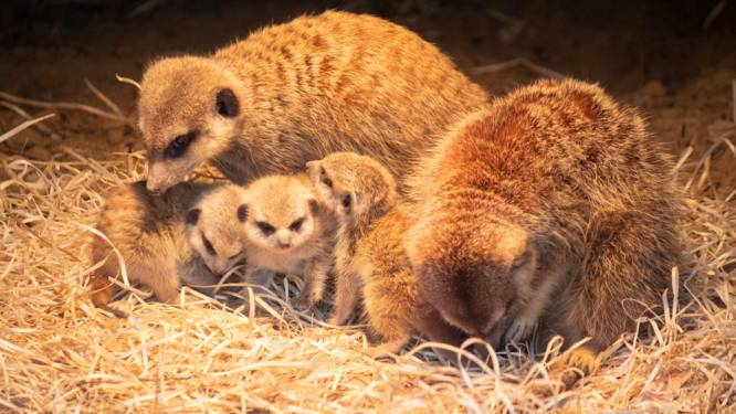 Schattige beelden: drie stokstaartjes geboren in Dierenpark Amersfoort