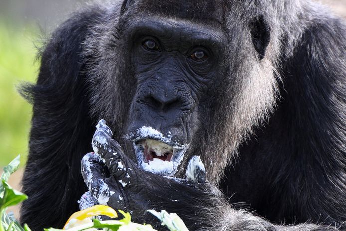 Met 65 jaar is Fatou de oudste gorilla ter wereld.