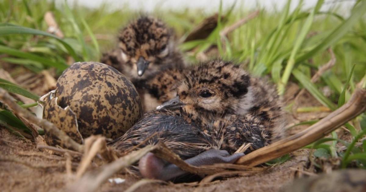 Kievitseieren Babyloniënbroek geroofd: 'Levert aardig centje op'