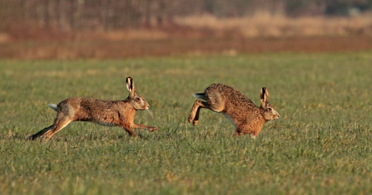Kijk hoe de hazen lopen! De Vallei gelderlander.nl