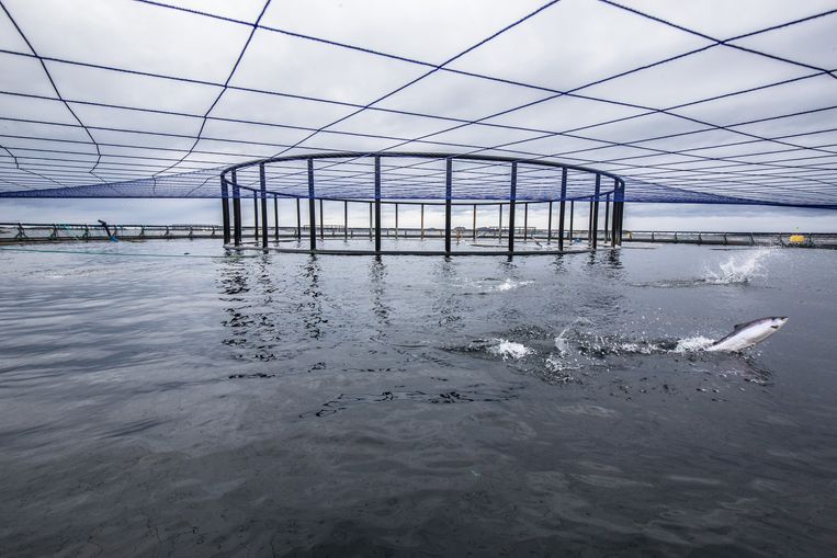 Norske lakseoppdrettere dumper forbudte kjemikalier i havet ustraffet