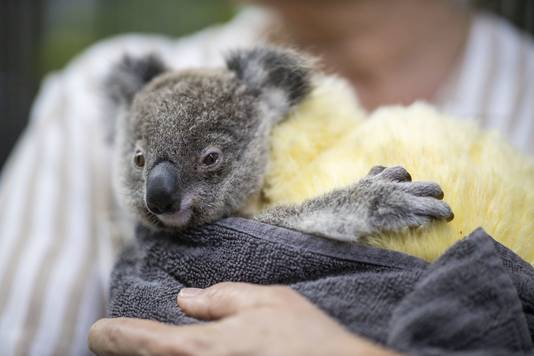 Kinderen haalden via Zapp Your Planet geld op  voor bedreigde dieren in Australië.