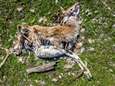Bijvoederen of niet? Officiële foto's tonen kadavers verhongerde dieren in Nederlands natuurreservaat