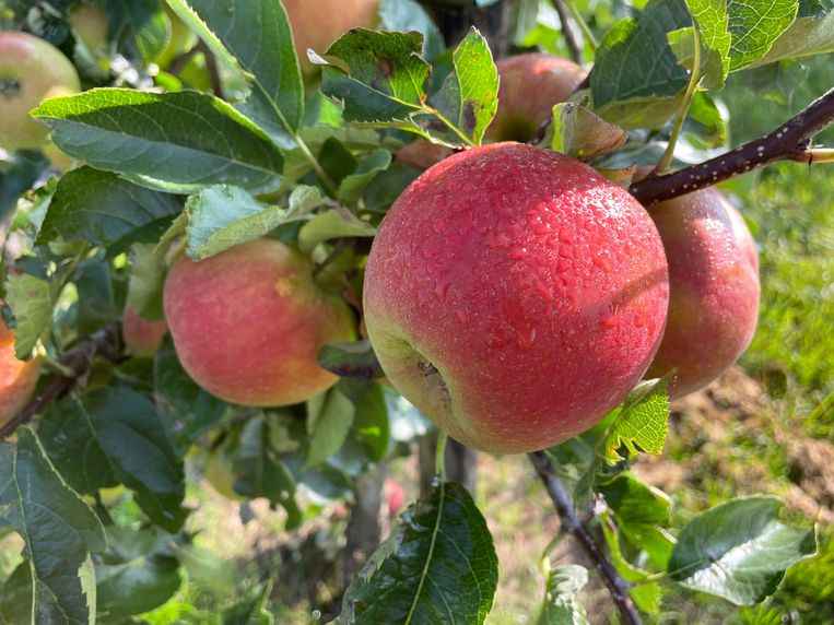 Volgens het rapport is een derde van de appels vervuild met schadelijke bestrijdingsmiddelen.  Beeld BELGA