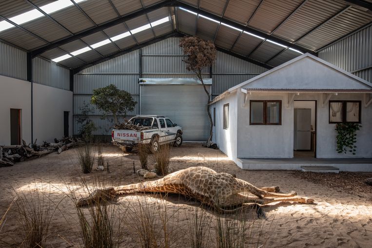 De Forensic Wildlife Academy bootst misdrijven met wilde dieren na, in zo realistisch mogelijke scenario’s. Beeld  Tommy Trenchard