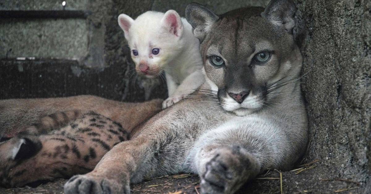 Rare Albino Cougar Born in Nicaragua’s Thomas Belt Zoo