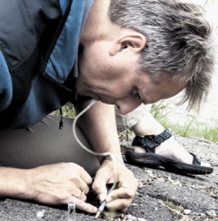 Matty Berg ontdekt elk jaar wel een nieuwe soort. (FOTO MONICA WESSELING) Beeld 
