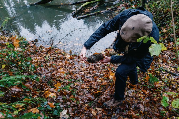 ‘Het klopt wel dat bevers bomen omgooien, maar die waren bij de overstromingen niet het probleem’, zegt natuurgids Luc Humblet. Fysisch geograaf Jan Nyssen (UGent) beaamt: ‘Er was in juli zoveel water dat er niet aan te ontkomen viel. Bevers hebben daar niets mee te maken.’ Beeld Wouter Van Vooren