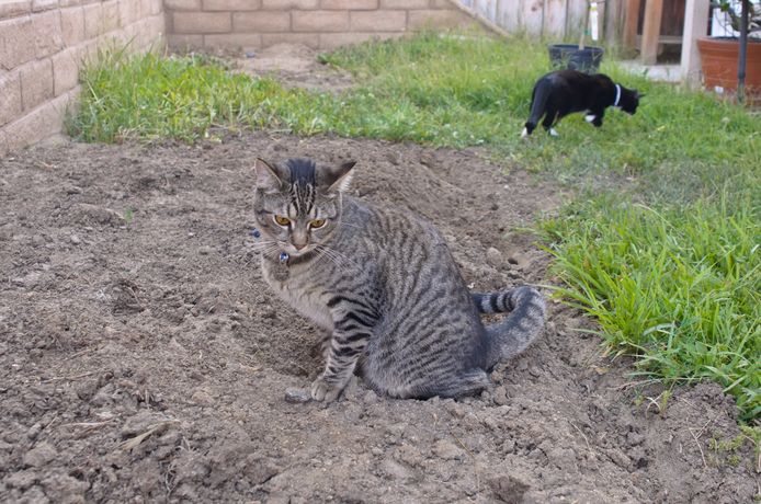 Namens Doe mijn best fotografie Hoe je poepende katten uit je tuin weert | Den Haag | AD.nl