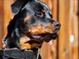 Hond slachtoffer bijt straatrover in been in Gorinchem