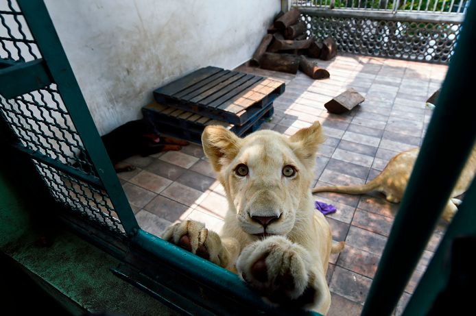 Numbi, één van de drie leeuwen die op het dakterras in Mexico City leven.