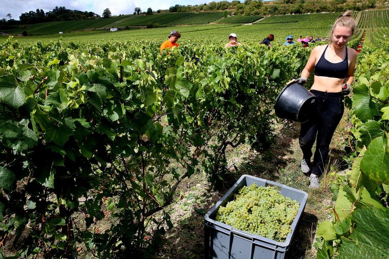 Druivenoogst in Mongueux, midden-Frankrijk. Beeld FRANCOIS NASCIMBENI/AFP