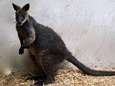 Wallaby gered van verdrinkingsdood heeft nieuwe naam