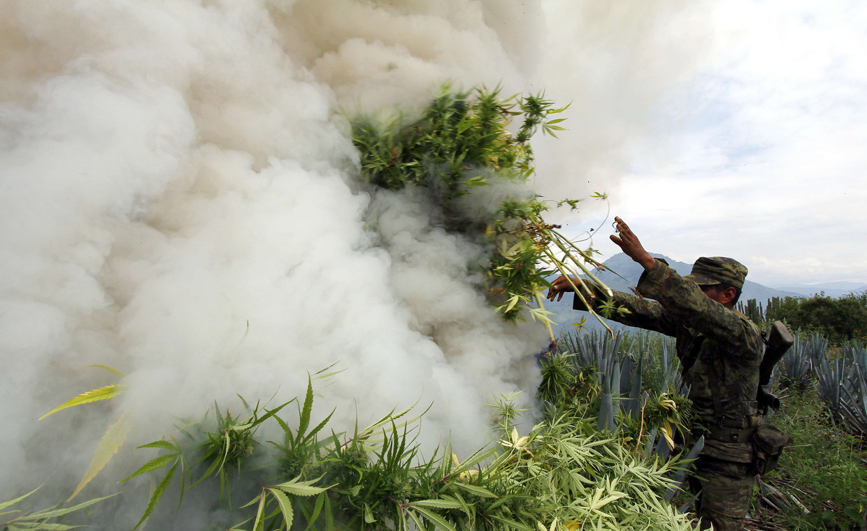 Soldaten verbranden wietplanten in Mexico. Beeld afp