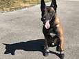 FOTO. In Zwitserland dragen politiehonden 'sokken' tegen hitte