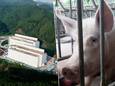 Deze varkens zitten dag en nacht opgestapeld in flatgebouwen: dit is volgens China kwekerij van toekomst