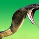 Belgen ontrafelen geheim van dodelijk slangengif