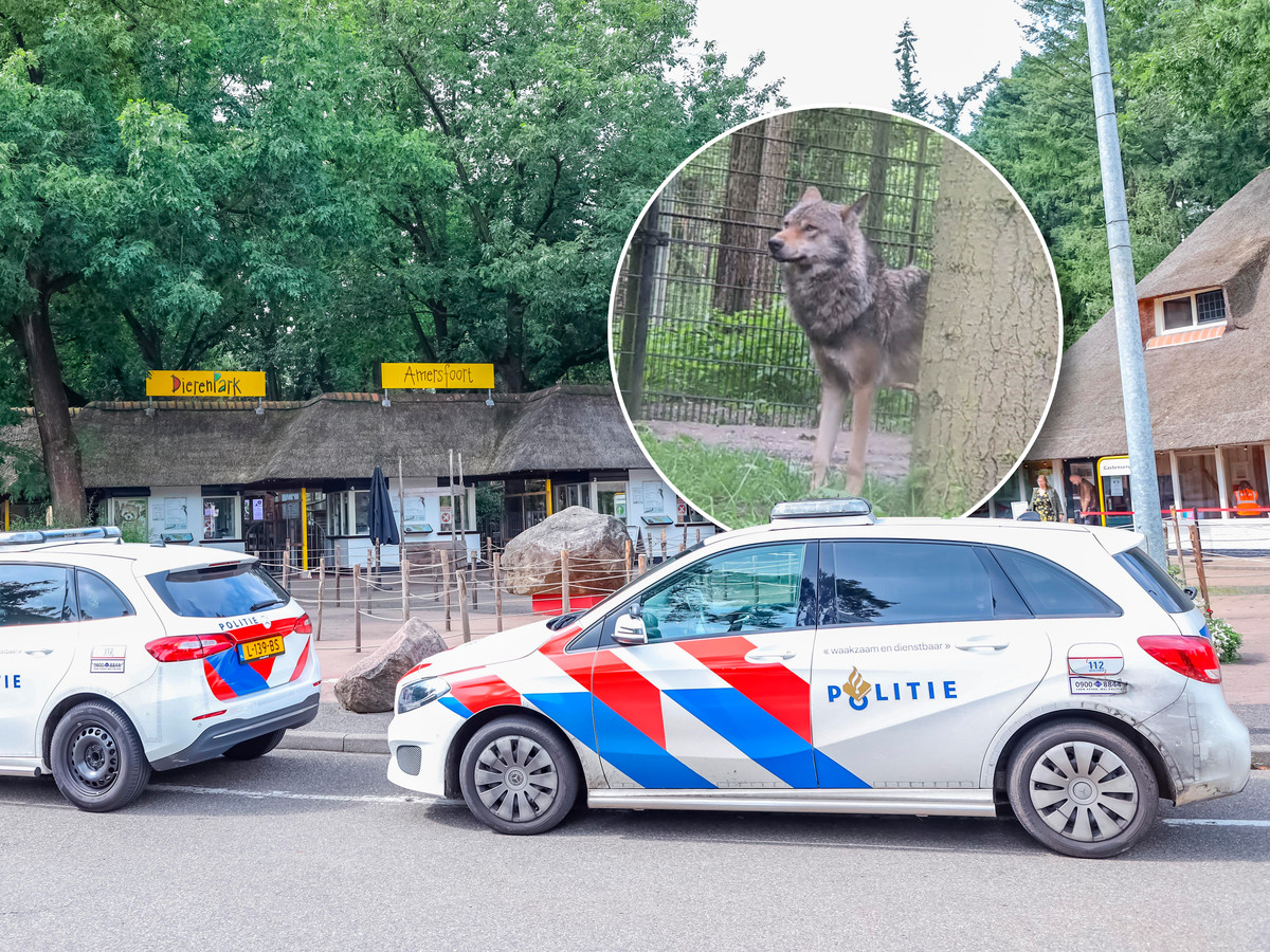 Uitgerukte politie bij DierenPark Amersfoort. Inzet: één van de wolven van het park.