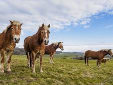 Vijfhonderd dode paarden gevonden op Australische platteland: ‘Moeilijk om aan te zien’