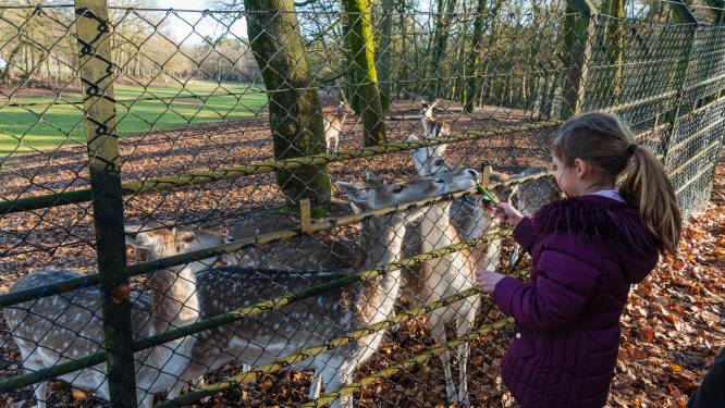 Almelo smeekt minister om voortbestaan hertenkamp; ‘Iedereen geniet van de dieren, nog nooit eentje ontsnapt’