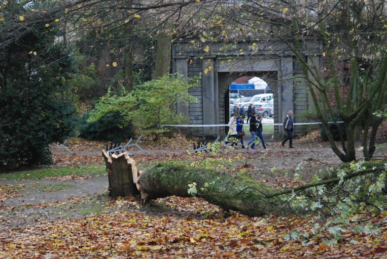 In het Citadelpark in Gent waaide eerder al eens een oude boom om. De stad bekijkt of maatregelen nodig zijn. Beeld Erik De Troyer