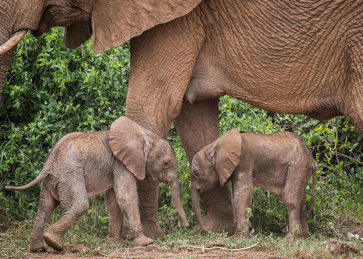 Moeder Bora beschermt haar tweeling, een mannetje en een vrouwtje, in het Samburu-reservaat in het noorden van Kenia.