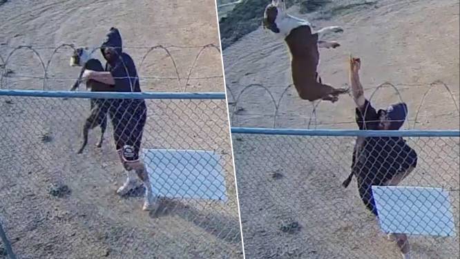 KIJK. Schokkende beelden tonen hoe baasje pitbull over hek met prikkeldraad gooit en achterlaat