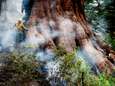 IN BEELD. Alle hens aan denk om wereldberoemde sequoia’s te redden bij brand in Yosemite Park