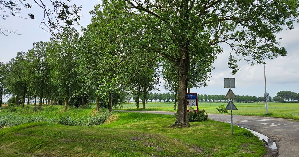 Dit is het mooiste stukje Zeeland, waar de bomen als hoge pluimen aan ...