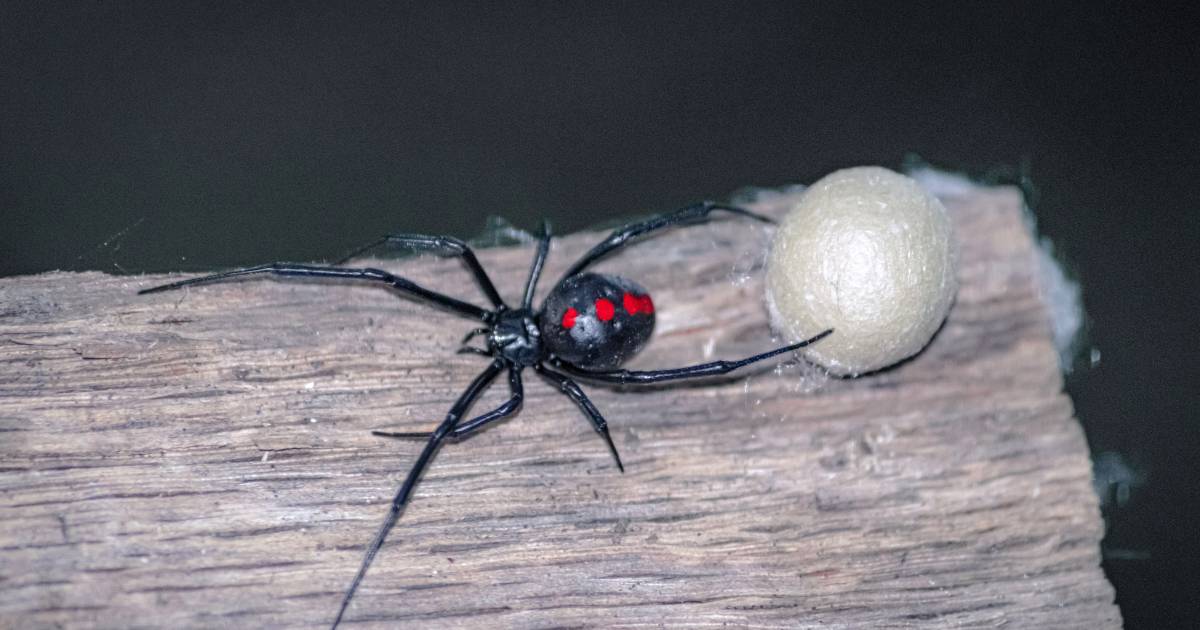 De valse weduwen rukken op: tijd dat je een spin zomaar op kon pakken ...