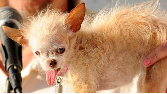Le Chien Le Plus Moche Du Monde Est Mort Insolite 7sur7 Be