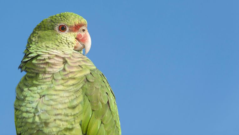 Een papegaaiensoort als Jacco. © Thinkstock Beeld 