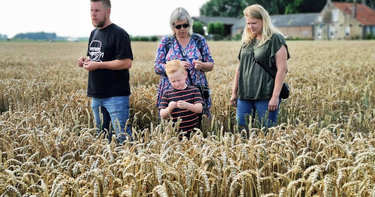 Op de trekker van het maisdoolhof naar oud-Hollandse spelletjes op Dag van de Boerderij in Schoondij
